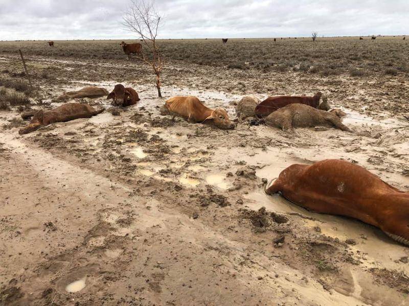 It's estimated more than 500,000 cattle have died during Queensland's floods.