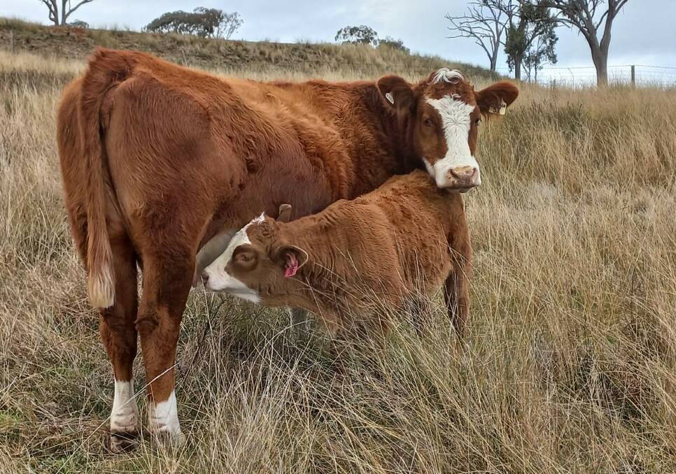 COMING UP TRUMPS: The Pittman family, Wahnica partnership, Loomberah, breeds Simmentals for their high growth rates, milking ability and high yield. They supply steers direct to supermarkets.
