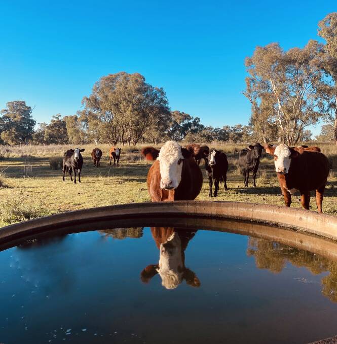 Windy Station focuses on increasing bull longevity and weight for age while reducing the cost of production per kilogram of beef produced. Picture supplied