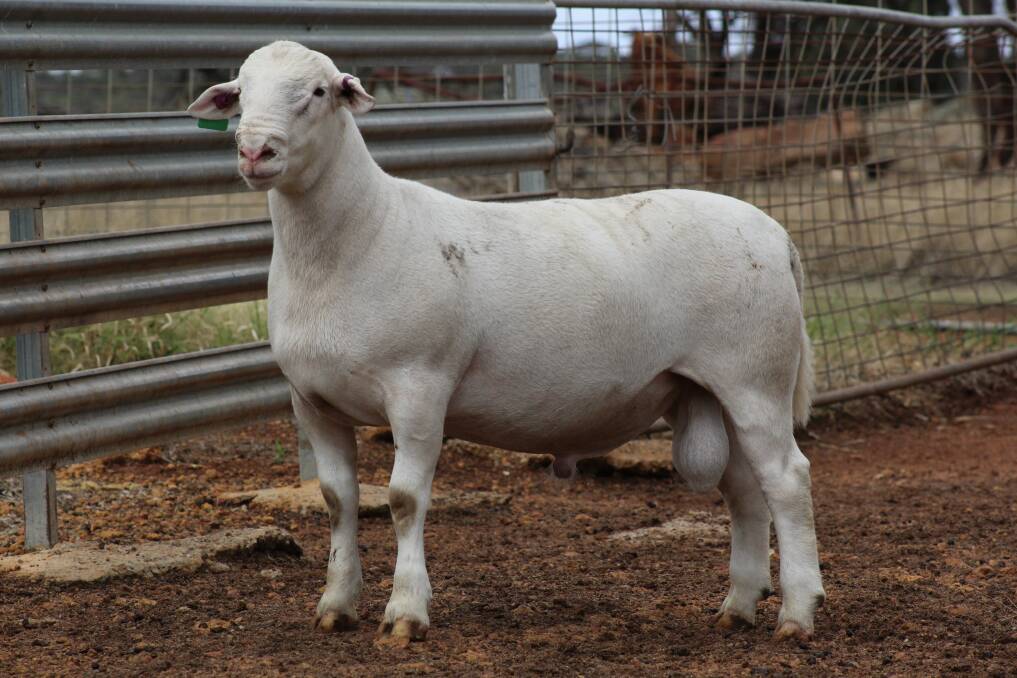 MAGNIFICENT: UltraWhites are easy care, hardy, fertile, well-muscled sheep, developed by Dawson Bradford, Hillcroft Farms, Lol Gray, WA.