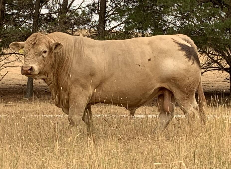 TOP GUN: A selection of Rosedale's 2021 sale bulls are sired by the impressive Rosedale Maverick.