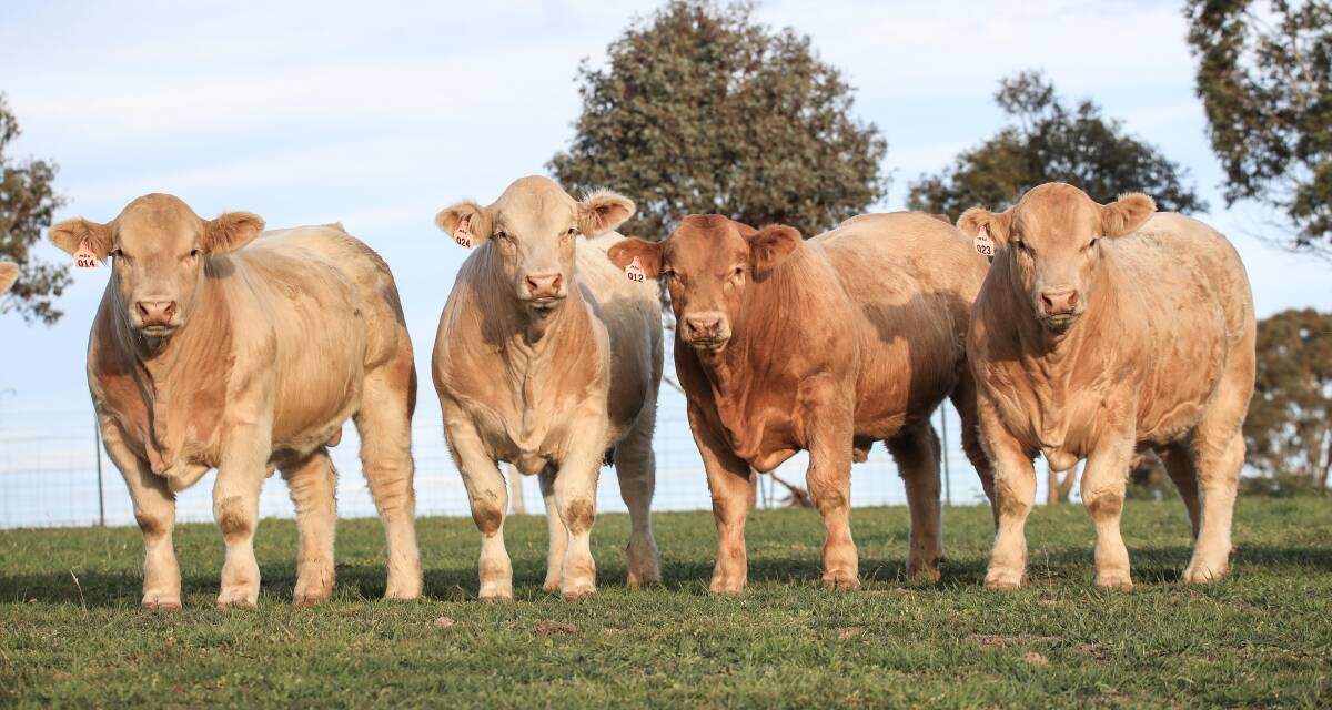 MAGNIFICENT: Rosedale Charolais stud, Blayney, will offer 55 Charolais bulls and 27 Charolais composite bulls at its 32nd annual sale on May 21. These yearlings bulls are sired by Rosedale Maverick.