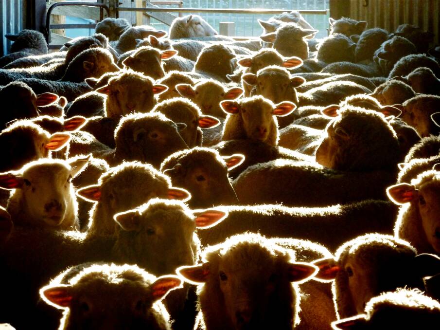 Shutting down live export trade for sheep is partly blamed on farmers losing social licence to operate.