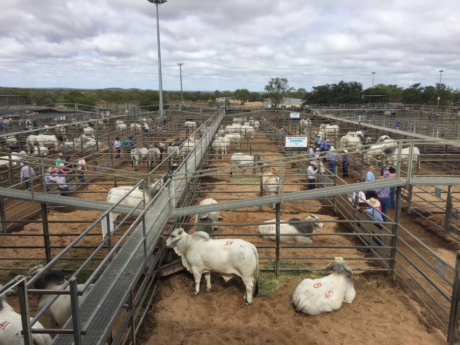 Buyers inspecting the bulls ahead of the Wilangi sale.