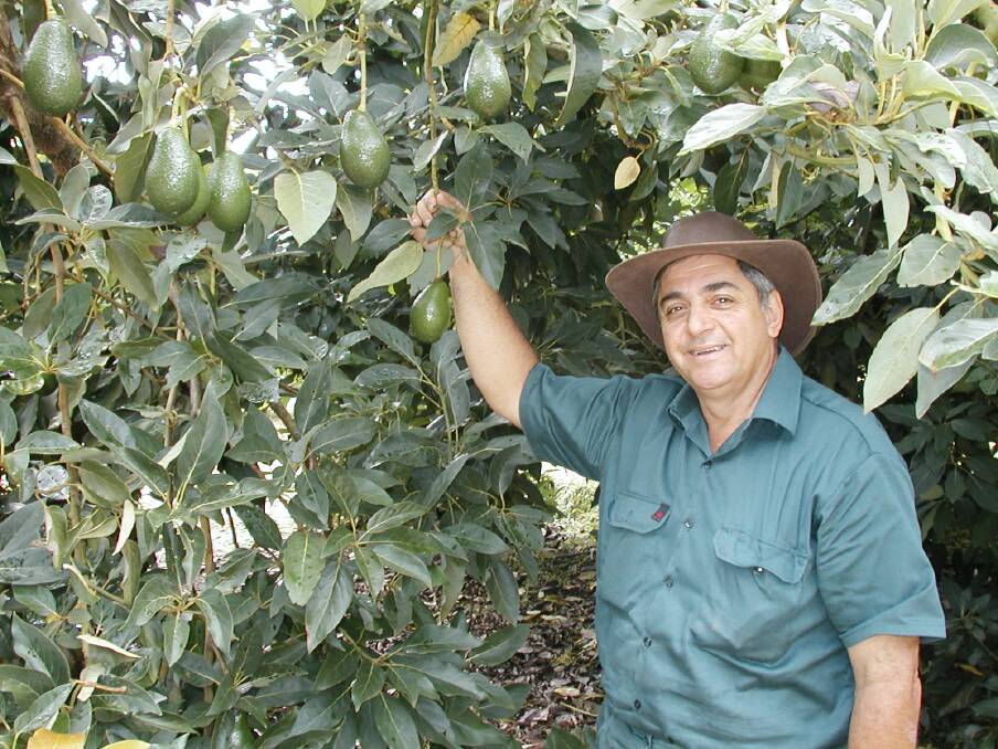HIGH YIELDS: Atherton grower and Avocados Australia chairman Jim Kochi expects another bumper crop in the Far North this season.