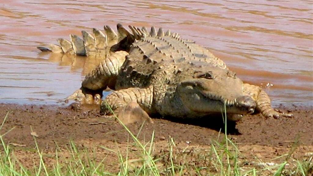 CROC SHOCK: Numbers are exploding in the North.