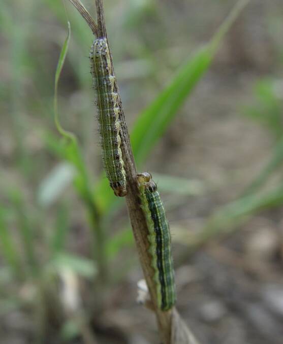 Fall armyworm larvae. Photo: Biosecurity Queensland.
