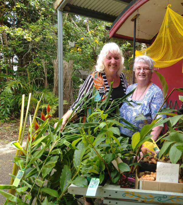 Rhonda Sorensen and Carmel Pacey, the innovator behind Topaz Gold ginger, discussing plans to establish a turmeric and ginger industry on the Atherton Tablelands.