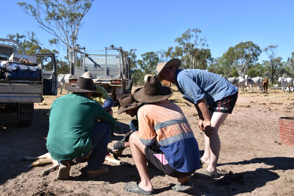 Jordy and Tony conduct autopsies on the wild dogs caught at Victoria Downs Station.
