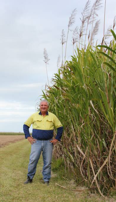 DISAPPOINTED: Herbert River Canegrowers chair Michael Pisano said shareholders were disappointed that the sugar cane bioenergy project would not go ahead.
