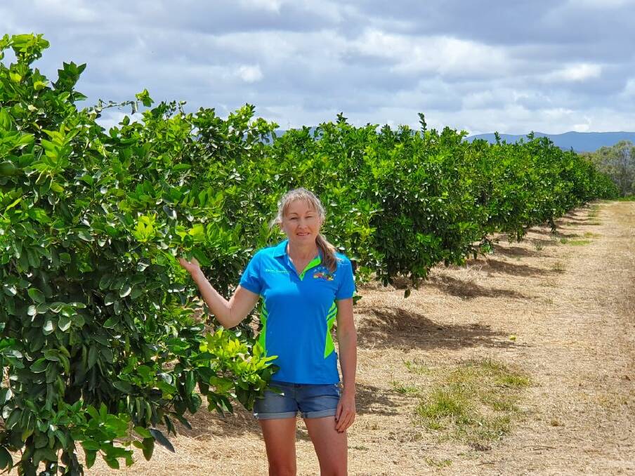 Mutchilba lime grower Karen Muccignat is receiving the lowest prices ever for her limes at this time of year due to supply and demand issues. Photo - Jole Muccignat.