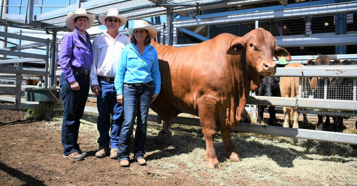 Jenny and Roger Underwood, Eversleigh and Wallace Vale Droughtmasters, Wallumbilla, with Sonia Fleming, Bundy Droughtmasters, and the $70,000 Bundy Ironstone (P).