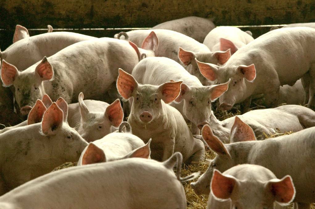 Rabobank senior analyst Angus Gidley-Baird says despite protein prices being under pressure, they will generally be supported by the pork supply shortage and demand recovery.
