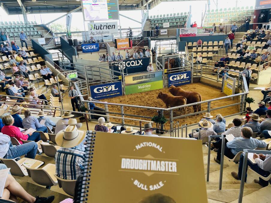 Stay up-to-date with the Droughtmaster National Bull Sale with our live blog all day.