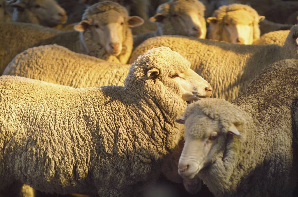 Scientists are delving into sheep sustainability traits, including methane emissions.