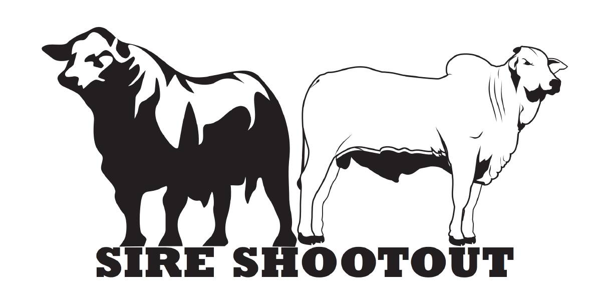 Australian Community Media will run Sire Shootout, a showcase of 2020 sale bulls from across the country. 