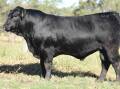 OSullivans Special K from Mick and Sandy O'Sullivan at Lower Mount Walker in Queensland was the 2022 ACM Sire Shootout runner up. Picture: OSullivans Black Limousins