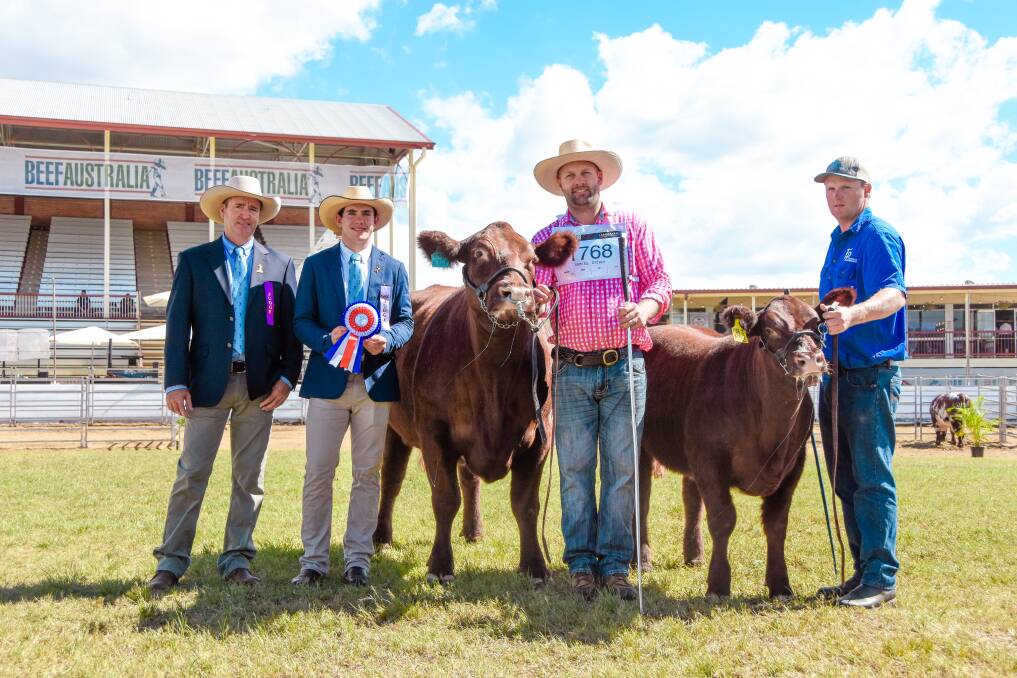 Grand champion Shorthorn female, Southern Cross Trojan Phyllis, held by owner Trent Johnstone, Trojan Shorthorns, Lyndhurst, and handler Mat Fairbrass, with judges Darren Childs, Glenlands Droughtmasters, Bouldercombe, and Ben Wieland, Boonah. 