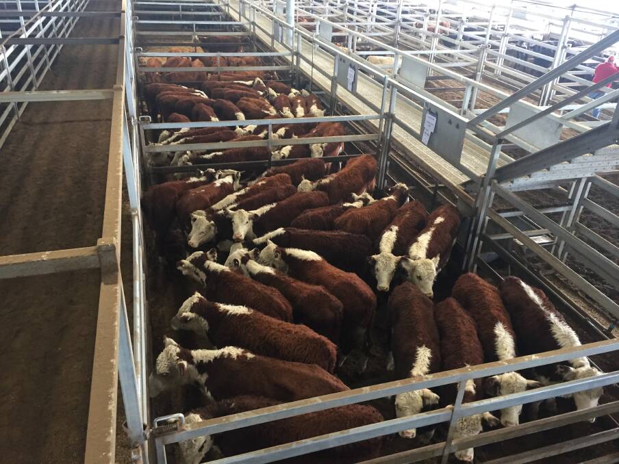 Carcoar weaner steers sell to $1210 high