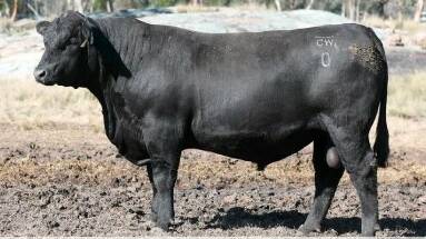 A pre-sale photo of the $30,000 sale topping Glenisa K Monty Q179.