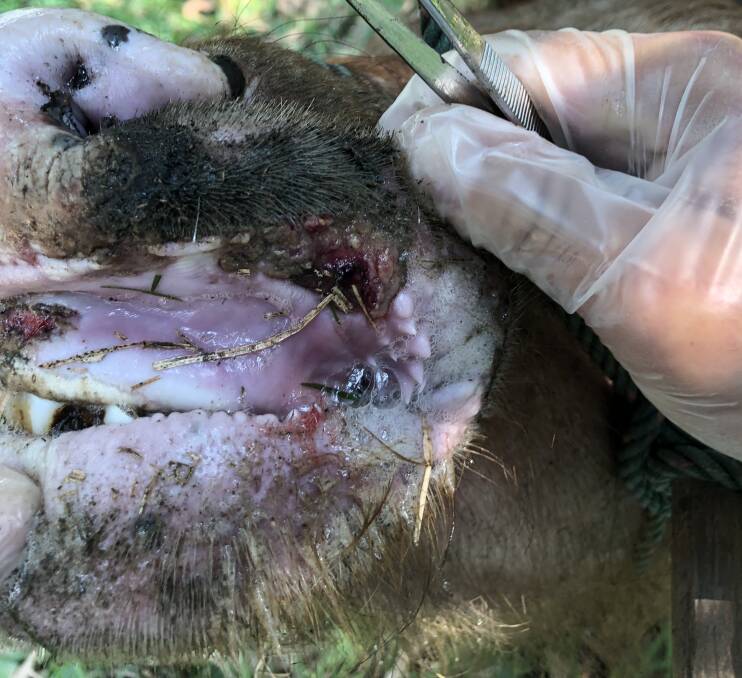 Untreated foot and mouth disease lesions are extremely painful. 
