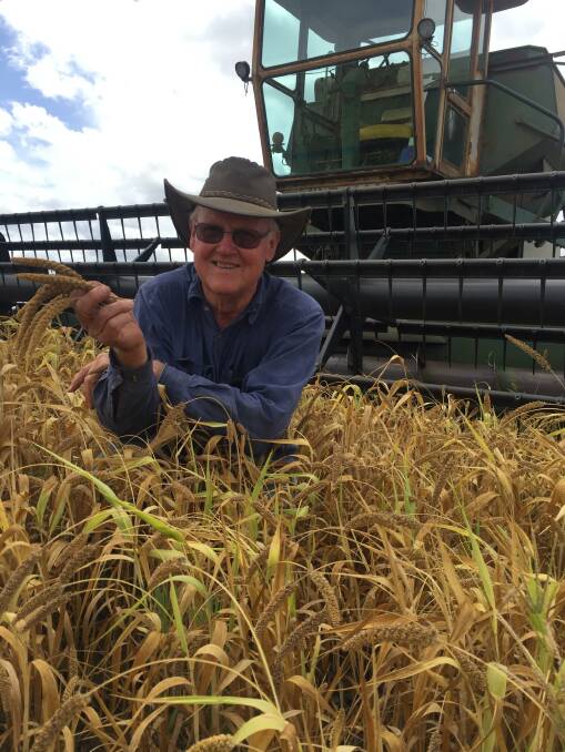 BIRD SEED: Retired Dalby farmer Russell Town keeping his hand in harvesting a Panorama millet crop at Horseshoe Lagoon, near Giru. 