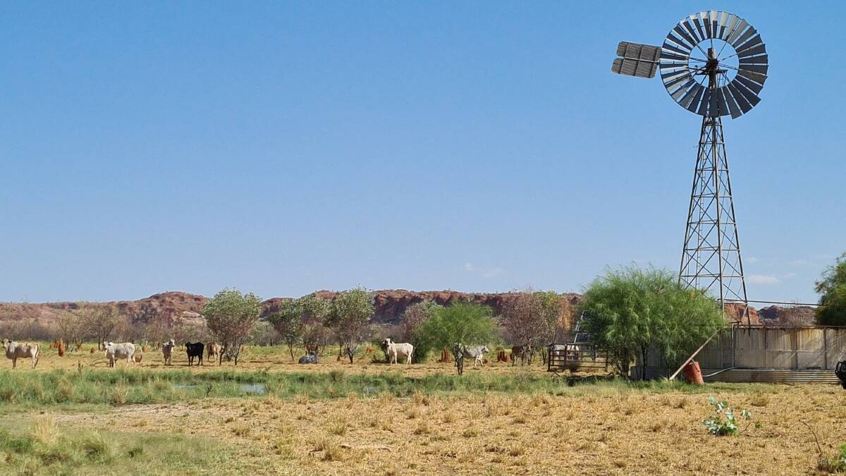 The expressions of interest sale process for the Kimberley, WA, cattle station Christmas Creek is proceeding, despite major flooding in the region.