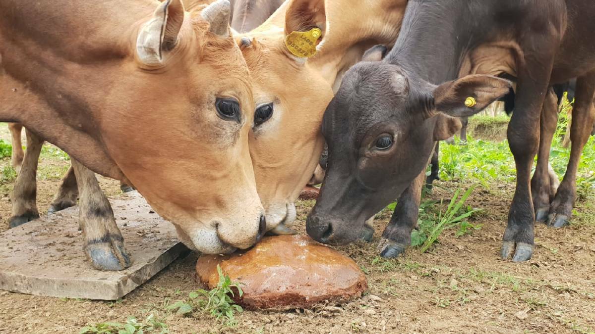 Australian-developed methane reducing technology for cattle could soon be adopted on a major scale in Indonesia. 
