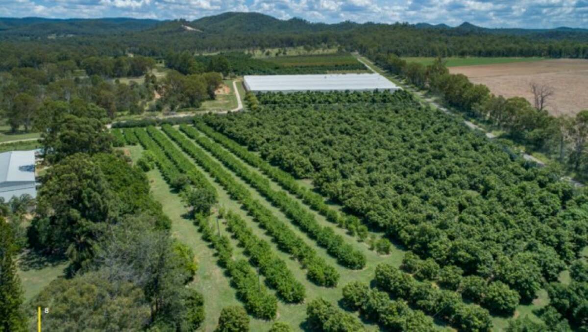 RAY WHITE RURAL: Farmgate Orchard has 10,467 commercial fruit trees and will be auctioned on April 23.