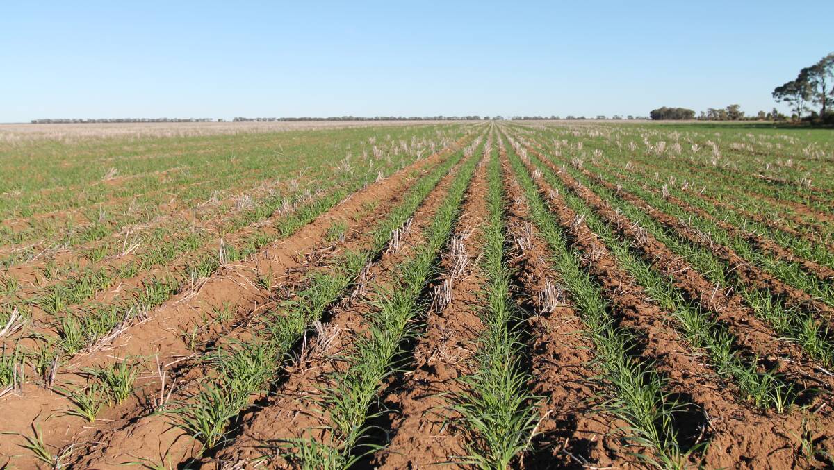 There is currently 1160ha of wheat and 607ha of chickpeas planted on Deepwater.