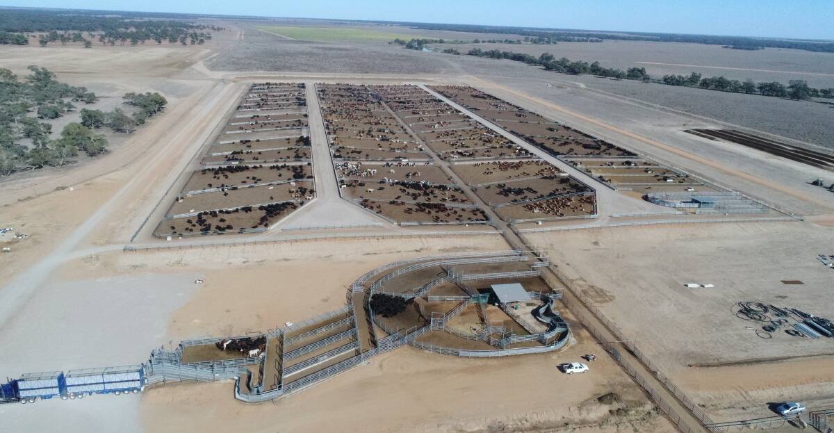 Conargo Feedlot has a capacity of 5000 cattle plus 15,000 sheep, complementing the Bell family's Australian Food and Agricultural operation.  