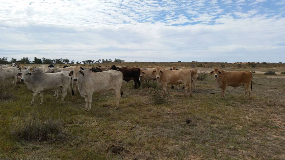 S.Kidman & Co has offloaded four of its cattle stations.
