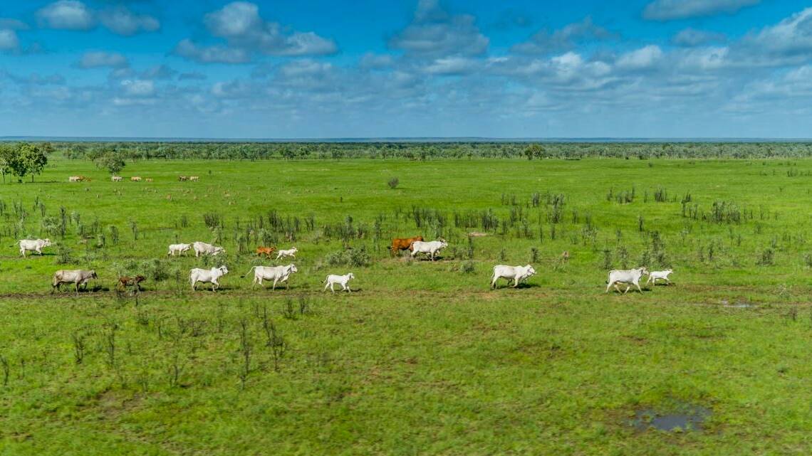 Northern Territory cattle stations Tanumbirini and Forrest Hill have sold for $70 million.