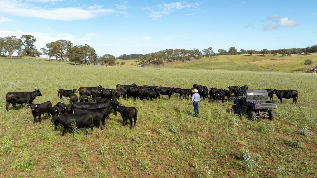 Glenmorgan is being offered by noted Angus seedstock producers, the Morgan family. Picture supplied