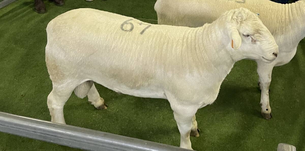 The sale topping $4400 ram from the Australian White ram auction in Stanthorpe.