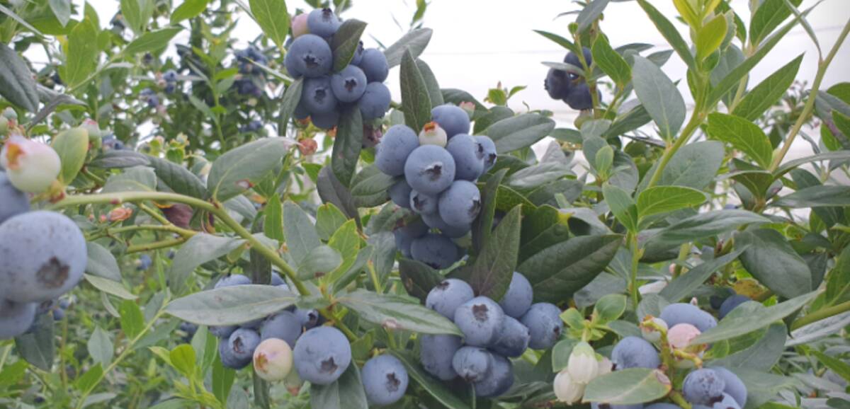 Grafton Blu Farm is a member of the local Oz Group cooperative, one of the largest blueberry supplies in Australia. Picture - supplied