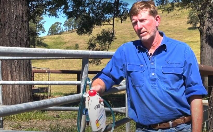 The use of pain relief on calves is resulting in a direct increase in productivity, says Andrew Melville, Ram Station, Dungog.