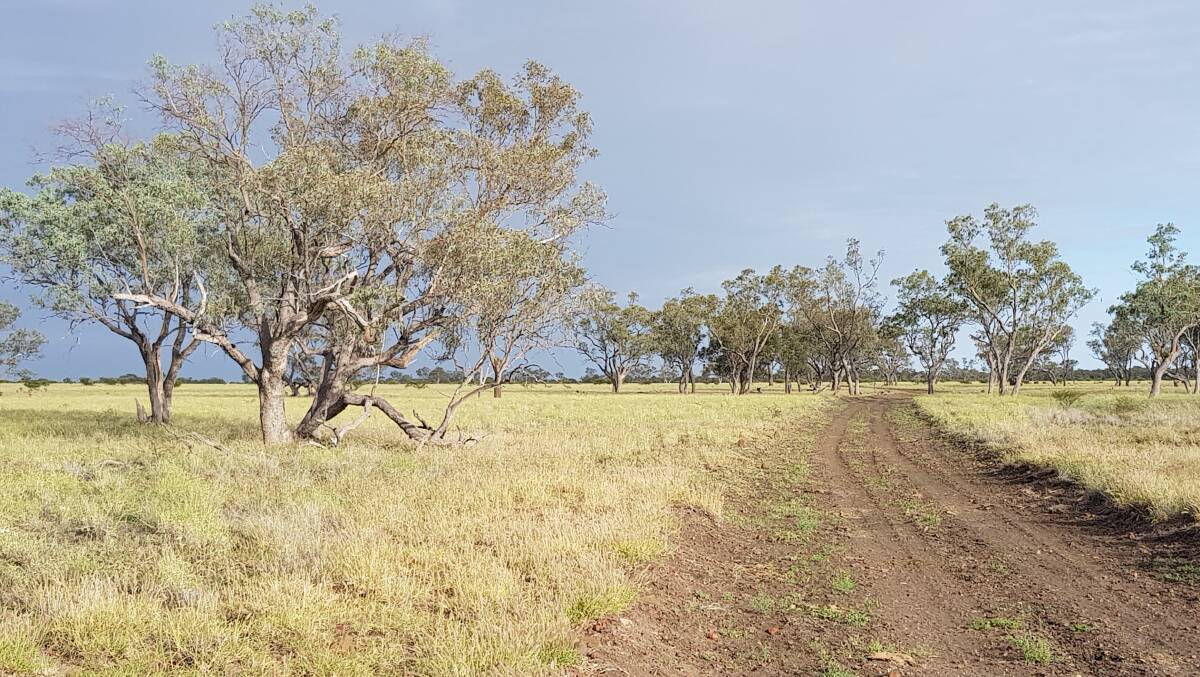 The property is well covered with a good body of buffel, Mitchell and Flinders grasses.