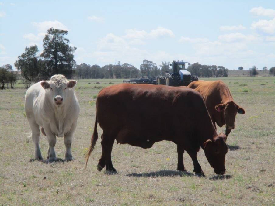 ELDERS: Brigalow belt farming and grazing property will be auctioned by Elders on November 5. 