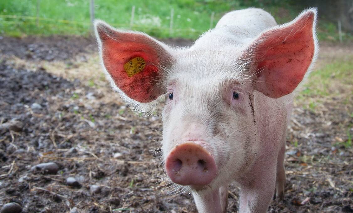 Scientists are teaming up to tackle the devastating African swine fever virus with a safe and effective vaccine. Picture supplied