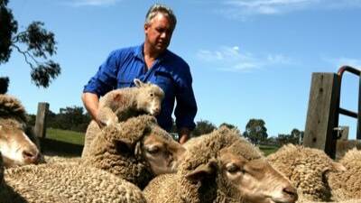 Chick Olsson, the man who helped save mulesing, is once again standing for the board of Australian Wool Innovation.