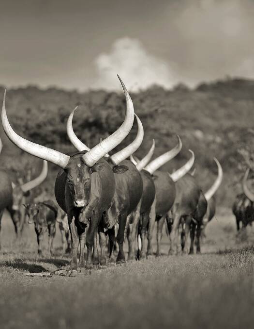 A line of Ugandan Ankole cows head homeward after a day grazing in the bush.