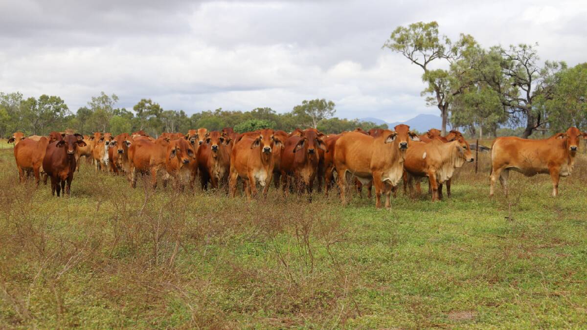 The 855 head of predominantly red Brahman-cross cattle includes 413 females.