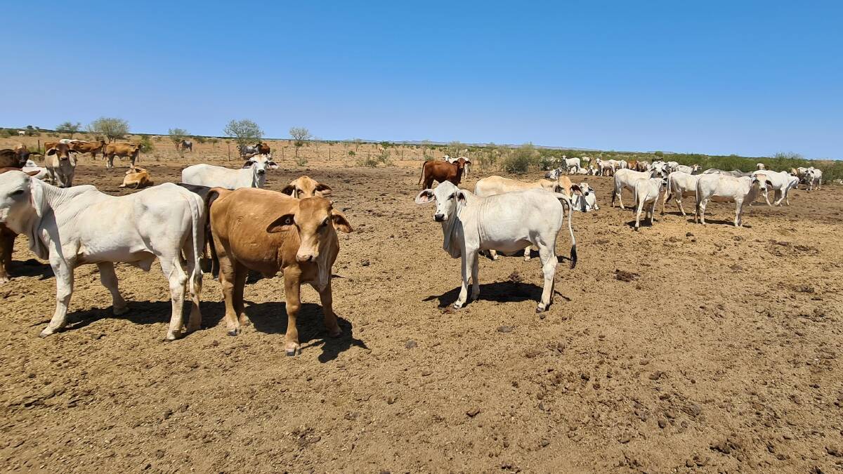 The buyer can expect to muster more than 10,000 and have around 4000 sale cattle.