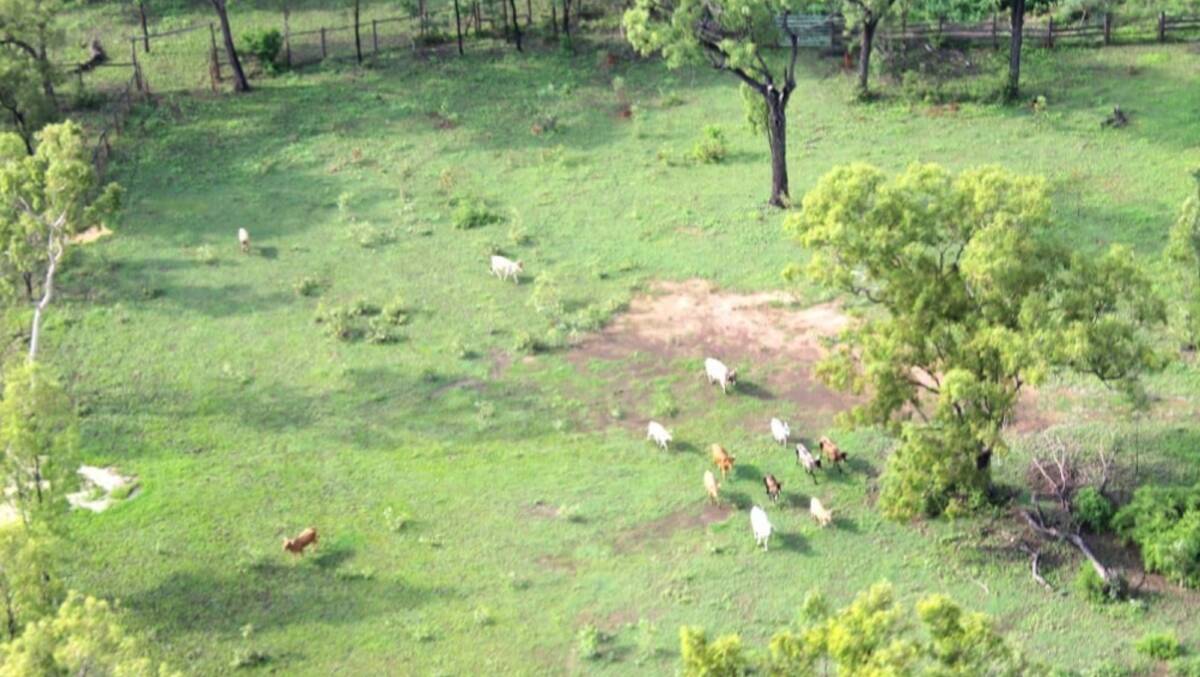 Cape York Peninsula property Fairlight Station is being offered with an unknown number of cattle. Picture supplied