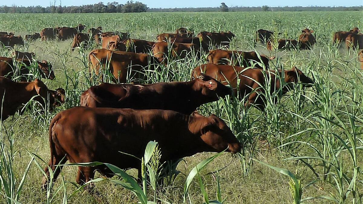 Wattlevale has been improved with pastures including silk and forage sorghum.