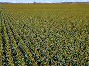 The self-mulching alluvial soils growing a rotation of sorghum, barley, mung beans, corn and wheat. Picture supplied