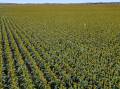 The self-mulching alluvial soils growing a rotation of sorghum, barley, mung beans, corn and wheat. Picture supplied