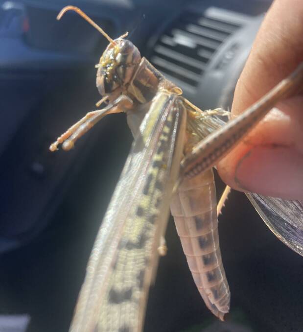 Spur-throated locust numbers are on the increase in north Queensland.