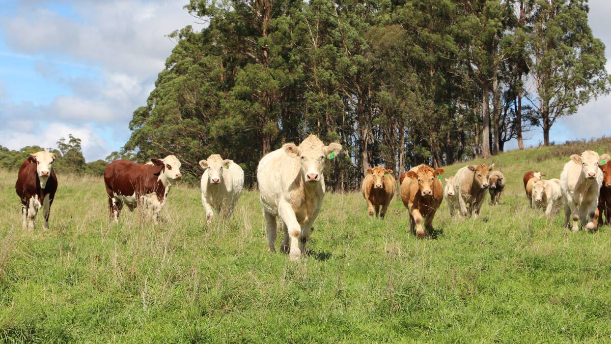 Upton Pastoral has a strong preference for Euro-cross cattle in its grass finishing operation.